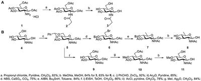 Production of Glycopeptide Derivatives for Exploring Substrate Specificity of Human OGA Toward Sugar Moiety